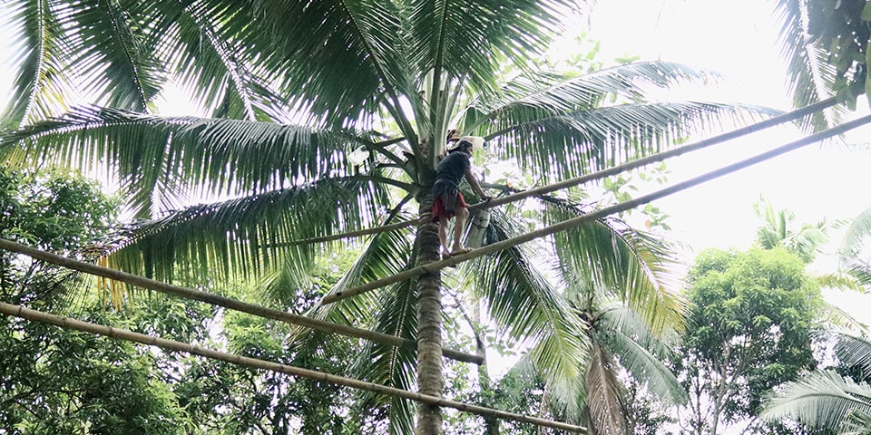 A mangangarit (sap collector) demonstrates coconut sap harvesting in Macalelon, Quezon.