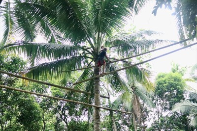 SEARCA spearheads coconut farmers' training series in Quezon Province